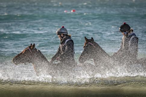 Horses surf spray