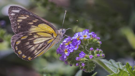 Caper White Butterfly