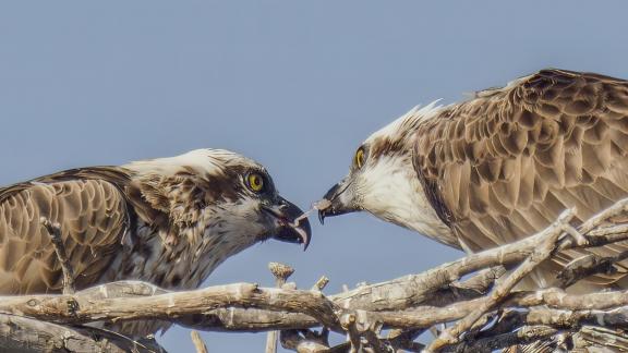 Sharing A Meal