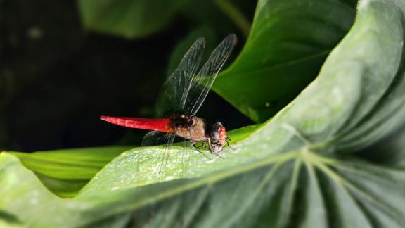 Dragonfly on leaf