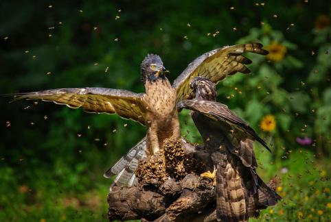  Two eagles