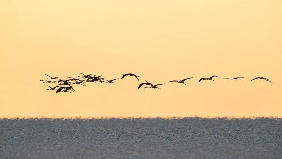 Flamingos above the sea