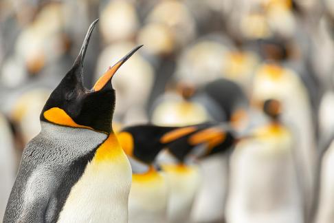 King penguin cry