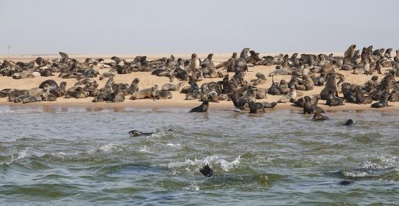 Cape seals_18