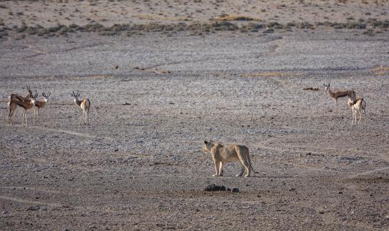 Lioness shopping