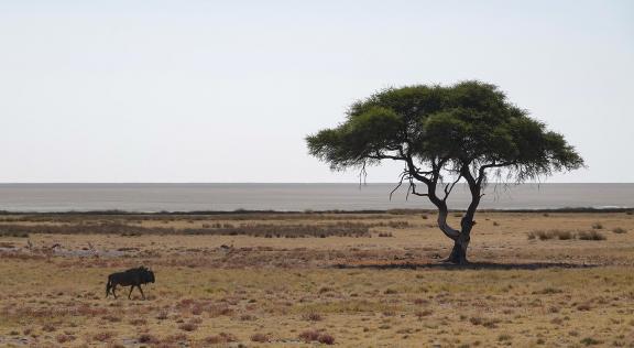 Wildebeest and tree_4