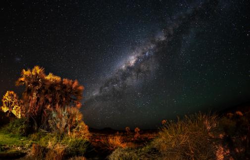 Stars above the palm trees