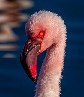 Portrait of an unknown Flamingo