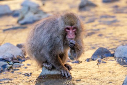 Japanese monkey2