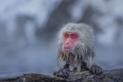 Japanese monkey3