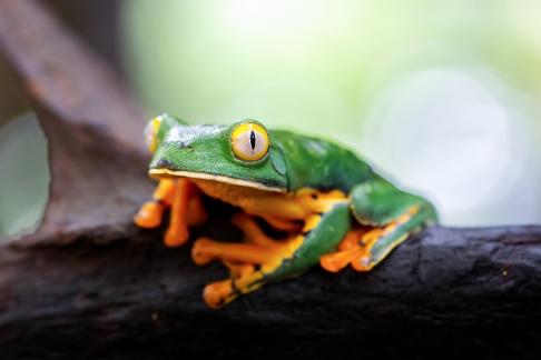 Tree frog4