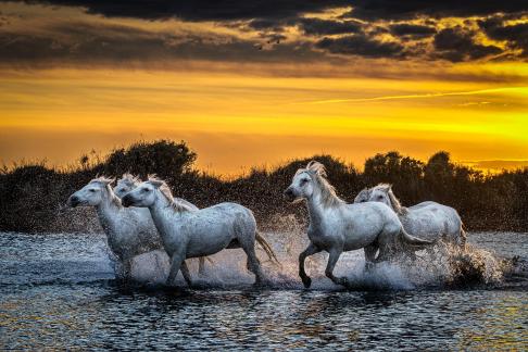 Camargue horses at sunset 24