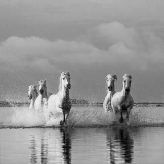 Camargue horses in gallop 17