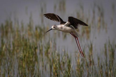 Egret in flight 1