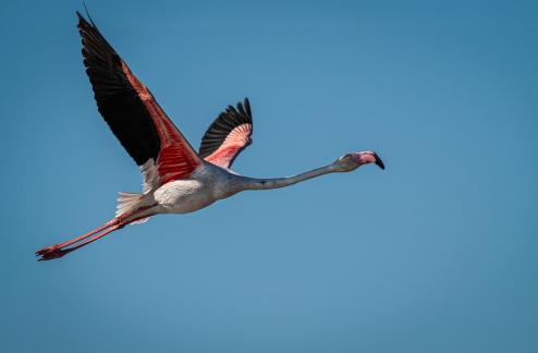 Flamingo in flight 2