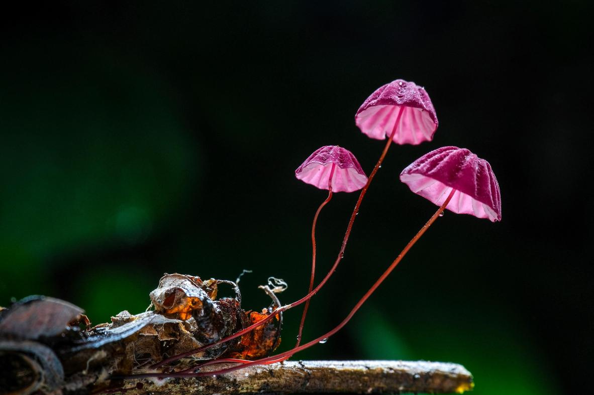 small red leather umbrella