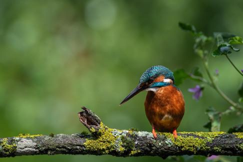 Kingfisher on branch 8