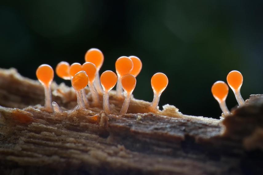 slime mold