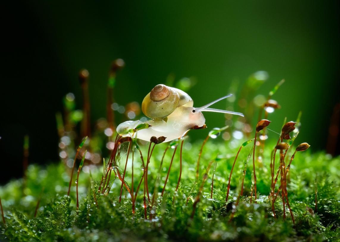 Castle Peak Snail Baby