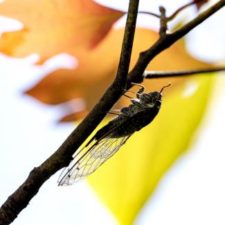 Cicada Shadow