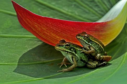 Love on lotus leaves