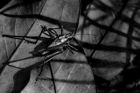 Among the fallen leaves