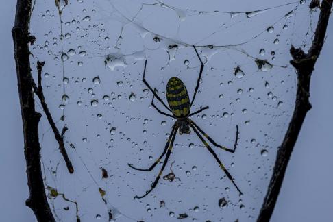 Casting a net in the rain