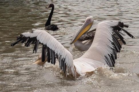 Capture in water A