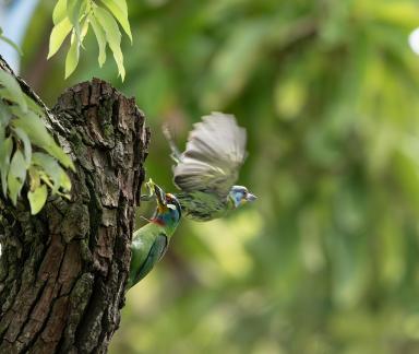 Taiwan Barbet E