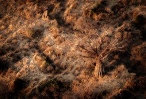 Lonely Baobab