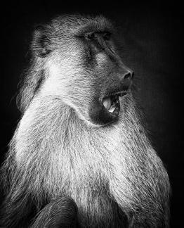 Baboon open mouth