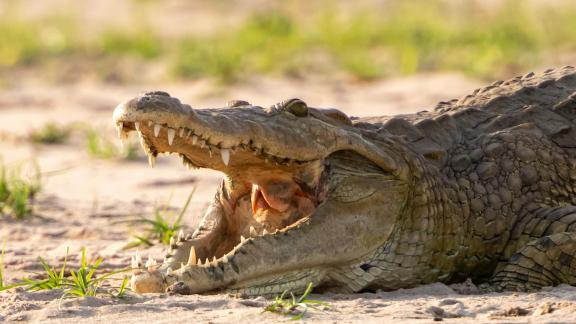 Croc open mouth