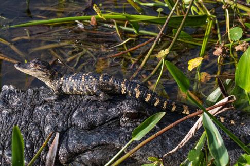 Alligator with a baby