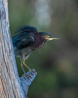 Fluffy green heron