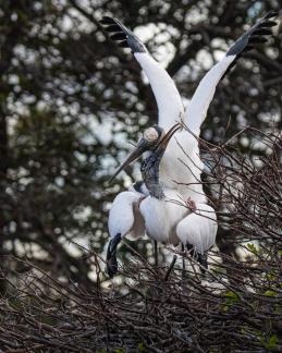 Mating wood storks