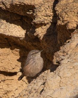 Wren in the rock