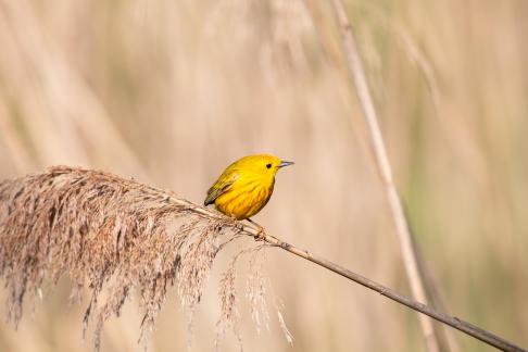 Yellow Warbler 6593