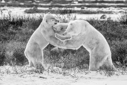 Polar Bears Playing 2