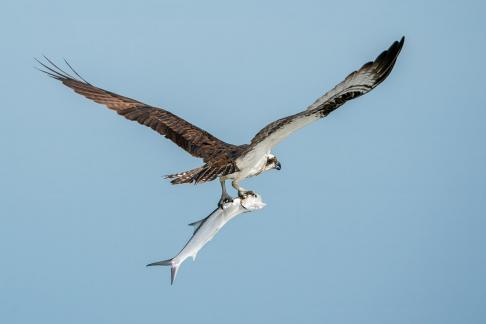 Osprey Bringing Home Fish 29