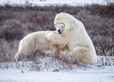 Polar Bears Playing 27