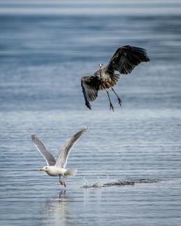  Blue Heron Fight for the place