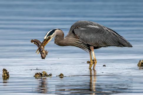 Blue Heron Show Off His Catch 4