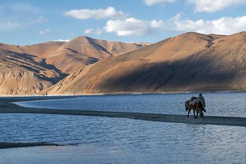 Pangong and horse