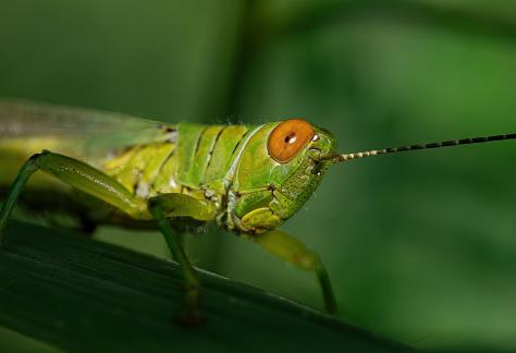 Grasshopper