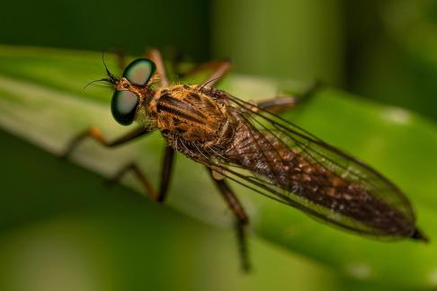 Insect at Kaas