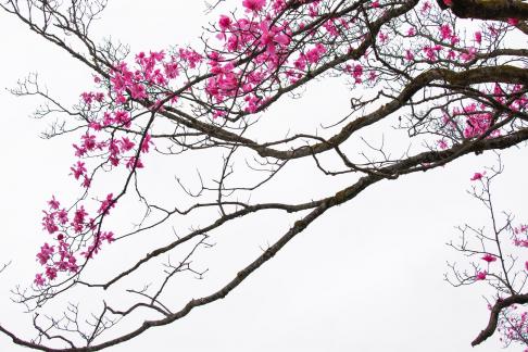 Flowers in the sky