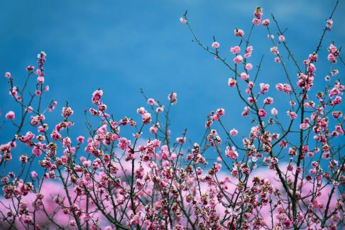 Flowers are on the earth