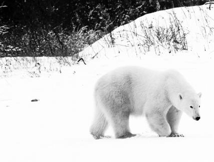 White bear 15