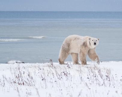 Artic predator40