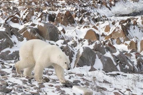 Wild in the artic18